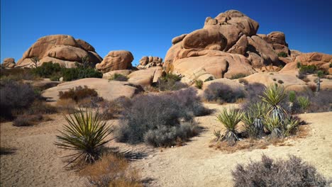 skull rock camp joshua tree national park california yucca trees mojave colorado desert sunny blue sky rocky rugged boulders mountain landscape cactus sheephole valley fortynine palm pan left motion