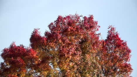 slow motion of yellow and burnt red leaves on a tree swaying as the wind blows in front of a pale blue sky on a clear, bright and sunny autumn day