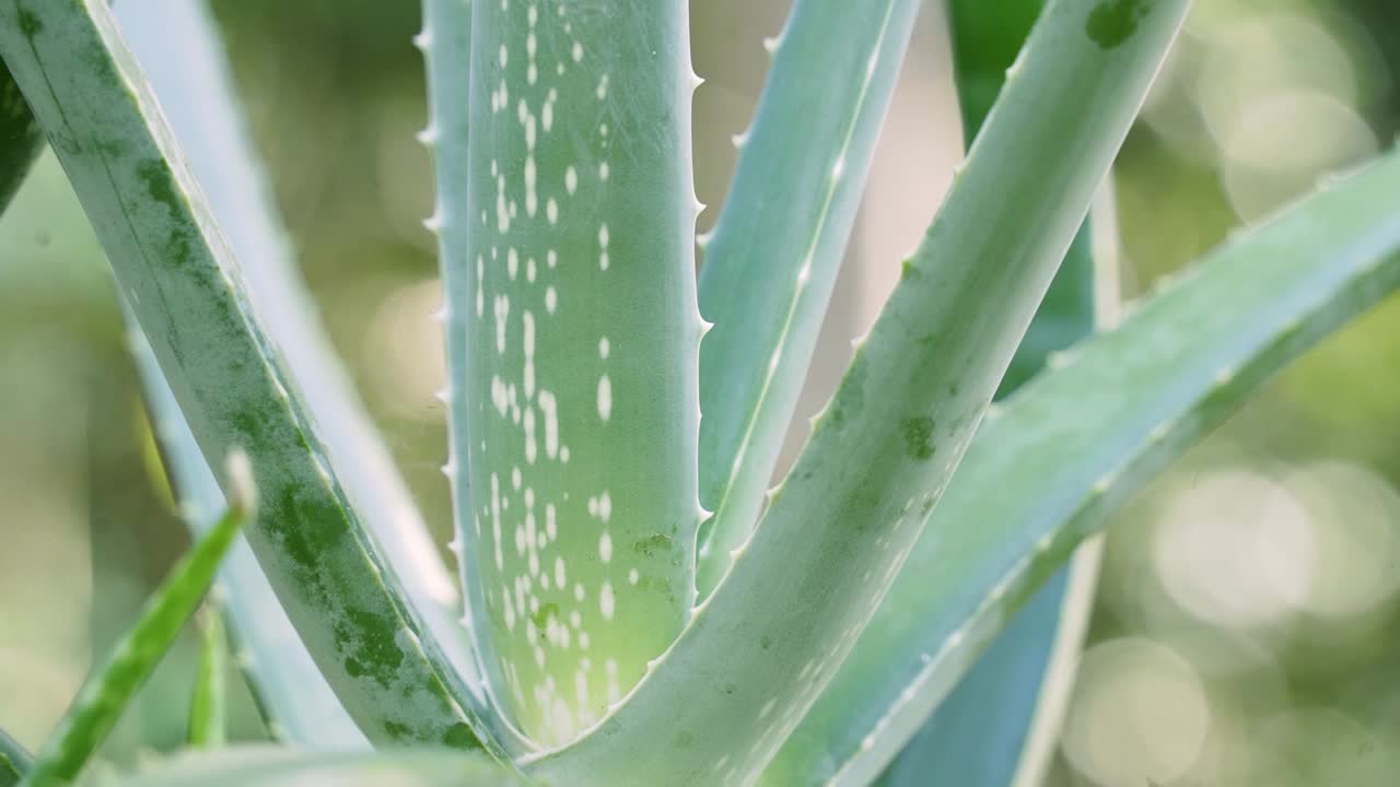 Close up depth of field shot of Aloe Vera plant with white spots