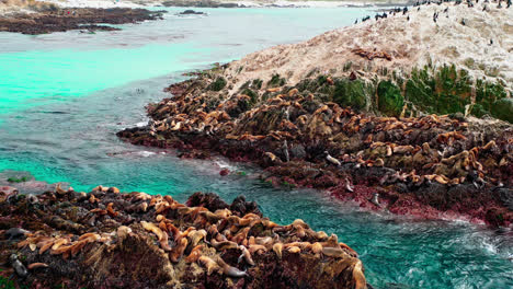 many seals or sea lions on the bird rock in the pacific ocean