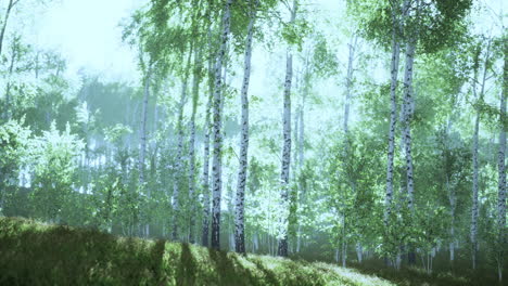 árboles de abedul en la hierba verde