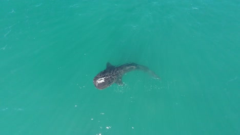 luftaufnahme eines walhais, der im meer von cortez, la paz, baja california sur schwimmt