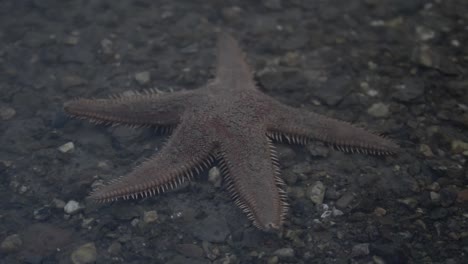 Seestern-Sitzt-Im-Seichten-Wasser