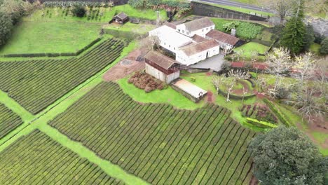 Pintoresca-Plantación-De-Té-Con-Hermosos-Campos-Verdes-Y-Casa-Rural