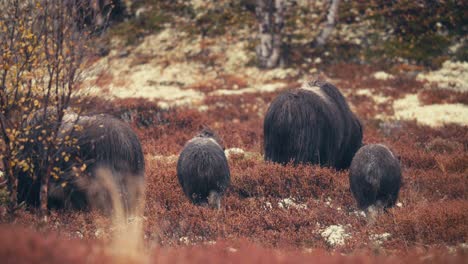 buey almizclero joven y adulto pastando en el prado durante la temporada de otoño en el parque nacional dovrefjell-sunndalsfjella en noruega