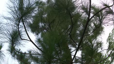 pov under the pine tree during the day