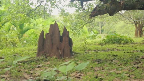 Close-up-zoom-in-shot-of-huge-termite-mound-near-tree-in-nature