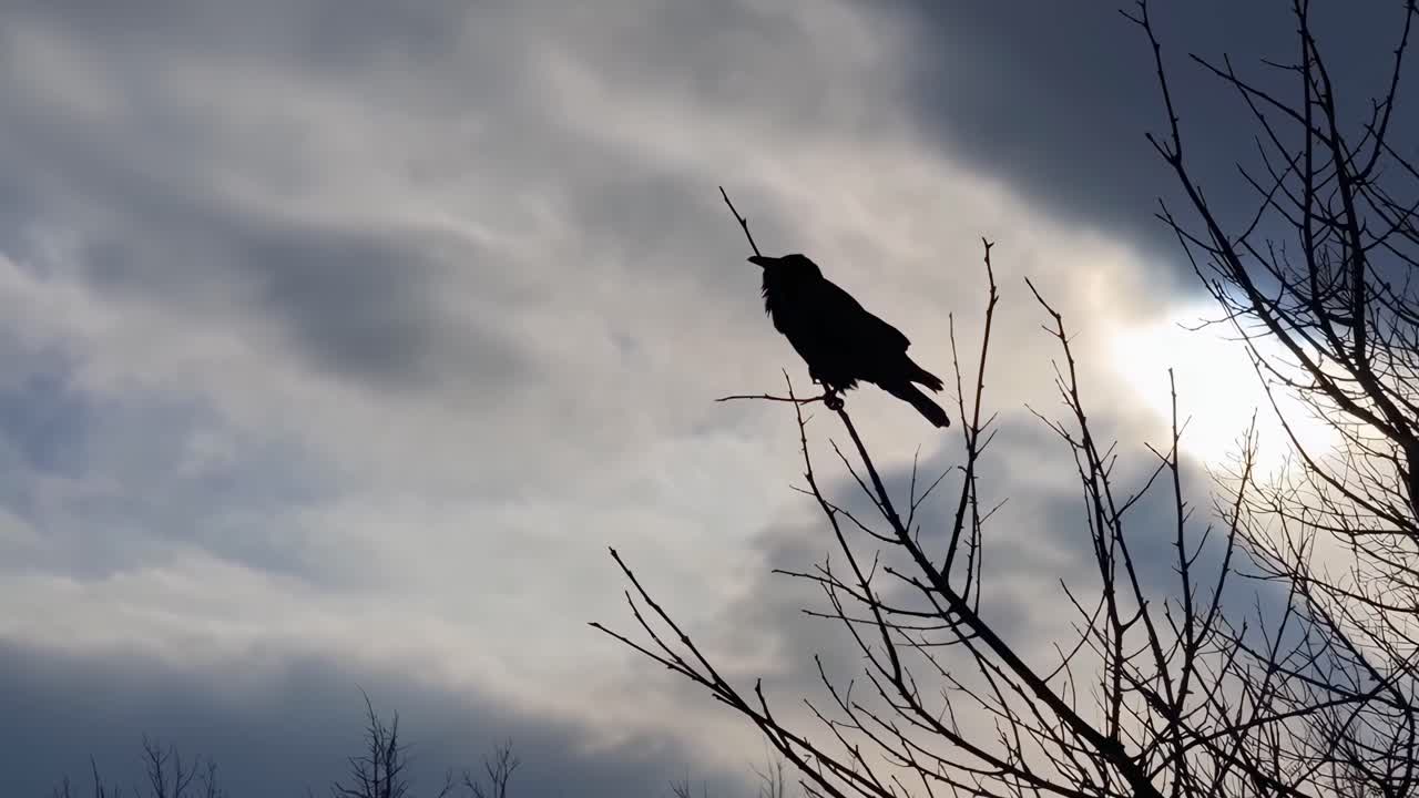 Silhouette di un uccello su un ramo contro un cielo nuvoloso, ripresa dal basso, in stile video.