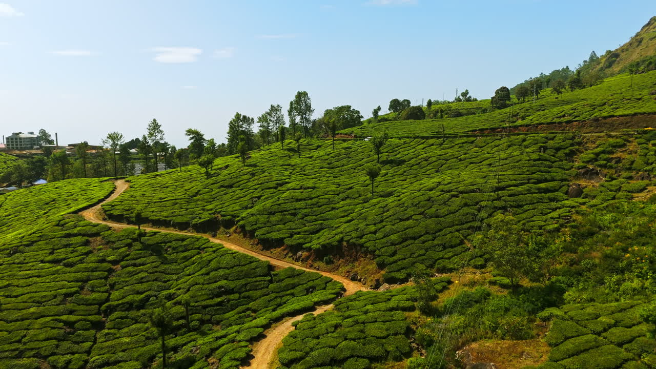 Drone following a dirt road in middle of tea gardens of Munnar, in sunny India