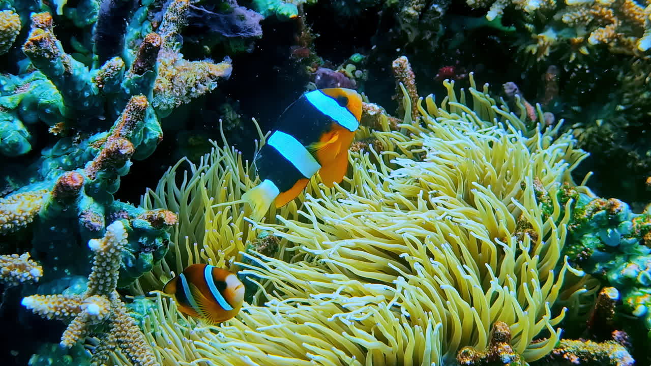 An iconic underwater scene from Bali, Indonesia, shows a pair of vibrant clownfish (anemonefish) finding shelter amongst the tentacles of their host sea anemone on a beautiful coral reef