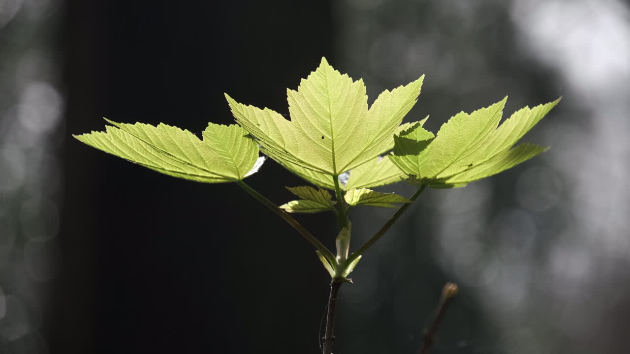 las primeras hojas de arce sicómoro de la primavera en un bosque en worcestershire, inglaterra, mientras el sol de principios de temporada ilumina las hojas jóvenes