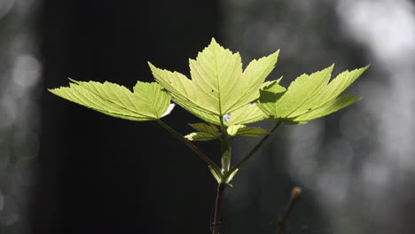 The-first-Sycamore-Maple-leaves-of-Spring-in-woodland-in-Worcestershire,-England-as-the-early-season-sunshine-illuminates-the-young-leaves