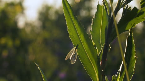 laceando en una hoja al atardecer