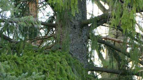 Stetiges,-Mittleres-Filmmaterial-Von-Mehreren-Vogelarten-In-Der-Natur,-Die-Auf-Einem-Tannenzweig-In-Der-Wildnis-Sitzen