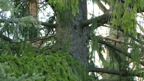 steady medium footage of several nature wildlife bird species perched on fir tree branch in wlderness