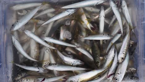 a bucket of fresh caught fish