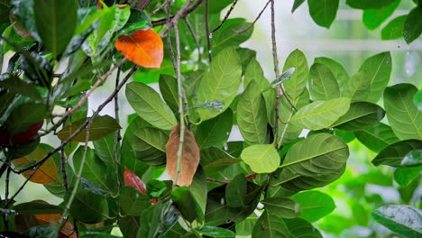 raining shower in the dense forest, close-up of rainfall in jungle, water droplets fixed on green leaves, raining day in tropical forest