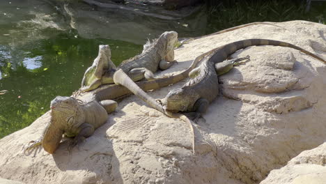 4 iguanas paradas al sol sobre una roca al sol cerca de un lago