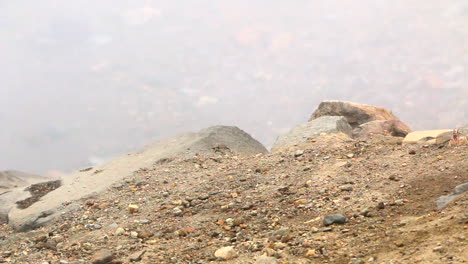 townsend's chipmunk scavenger 在雾天的干燥土地上寻找食物 美国公园