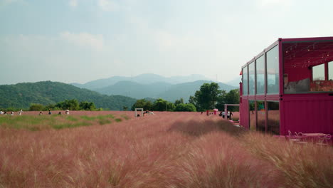 pink muhly grassland at herb island and crowds of korean people travel walking through and take photos with mountain rage landscape - static wide angle