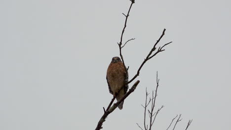 red shouldered hawk perched on a large, barren branch in the pouring rain