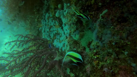 underwater coral reef with fish