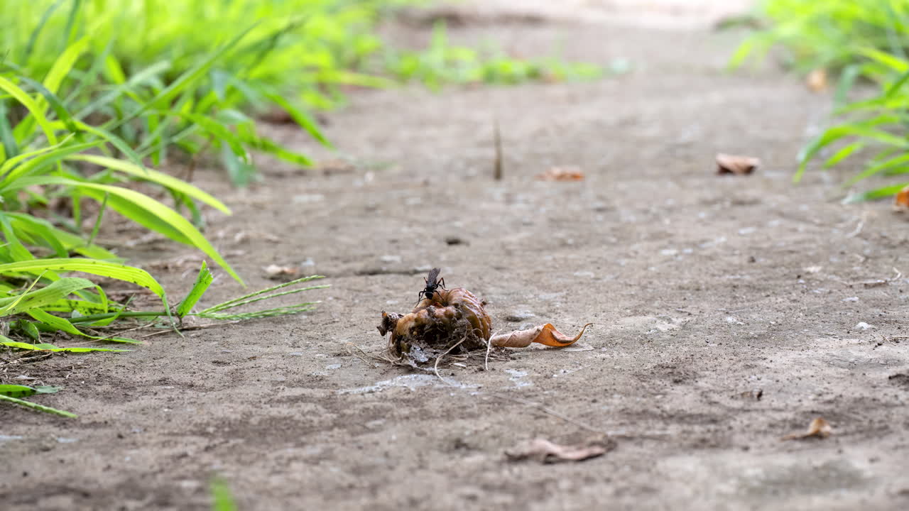땅 위에 은 무화과, 개미와 곤충, 타임스