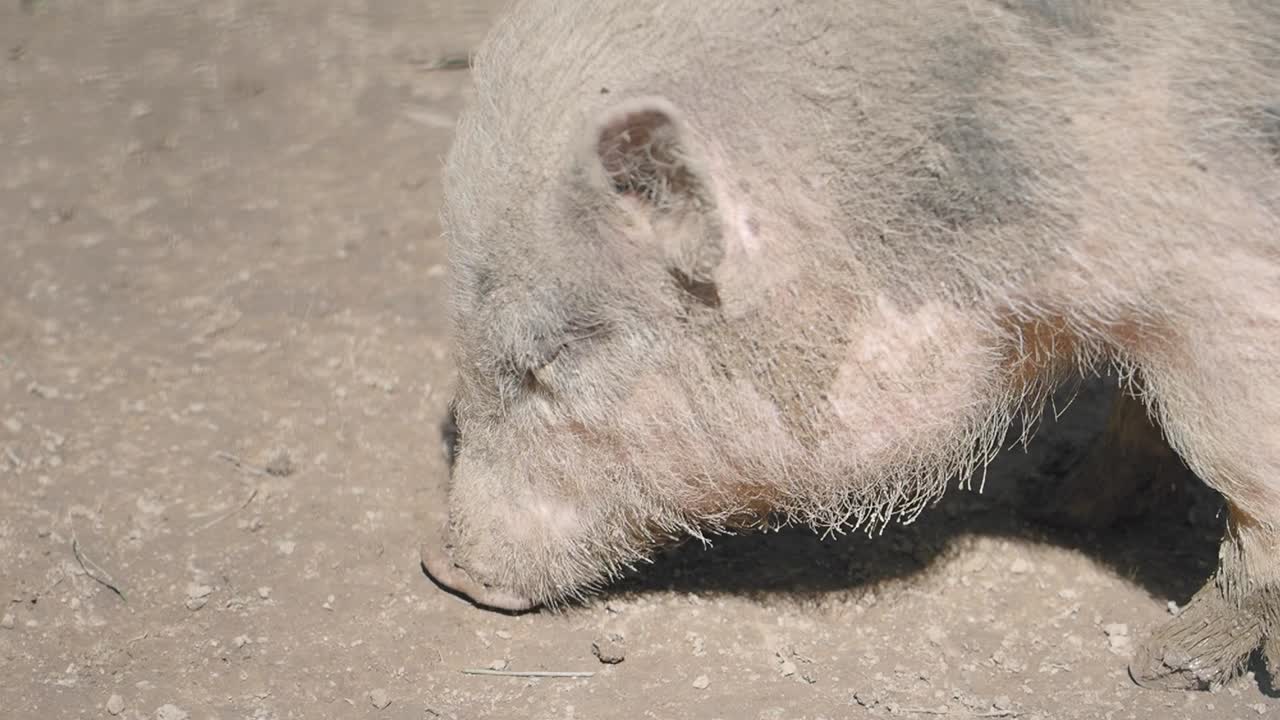Close-up of a Potbelly Pig