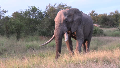 gran elefante viejo con colmillos rotos pasta en la hierba alta agitando su cola