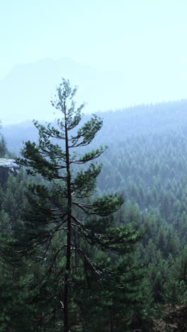 majestic pine tree in a misty mountain forest