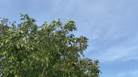 Toma-Panorámica-De-La-Copa-De-Un-árbol-En-El-Viento.