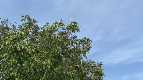 Pan shot of a tree canopy at the wind