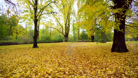 beautiful golden autumn days in yellow forest with leaves on ground