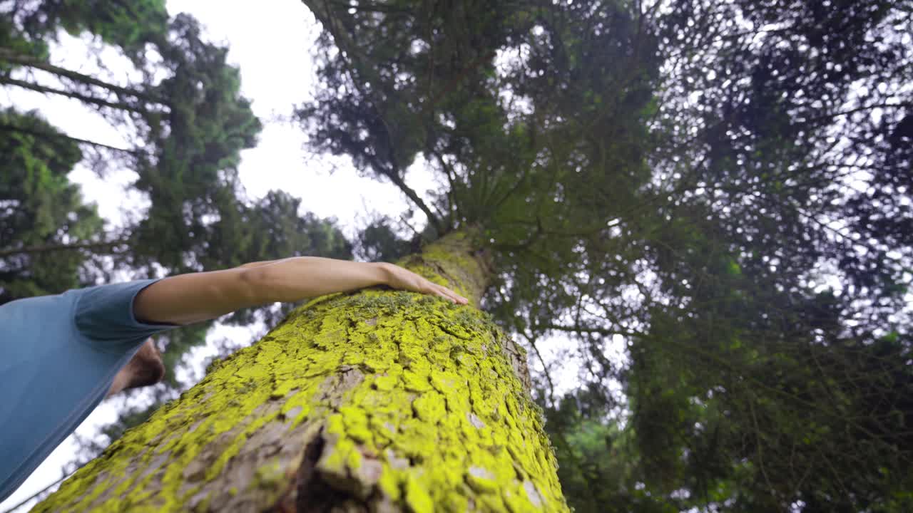 Touching the tall tree, looking at it.