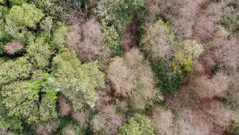 aerial footage looking down over a beech forest trees in east hill devon