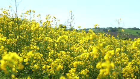 rapeseed bush in spring bloom, brassicaceae mustard oilseed rape close up