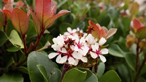 close-up of blooming indian hawthorn flowers