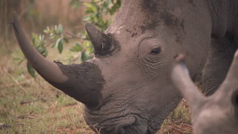 head of white rhinoceros with muddy horn grazing next to another rhino