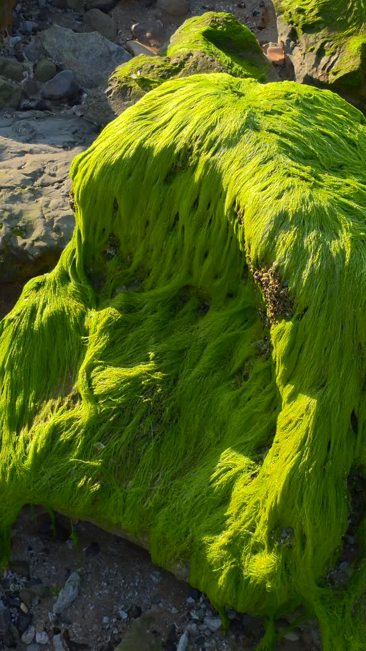 Le alghe marine, comunemente note come alghe, si possono vedere lungo la costa di Ras Al Khaimah, EAU