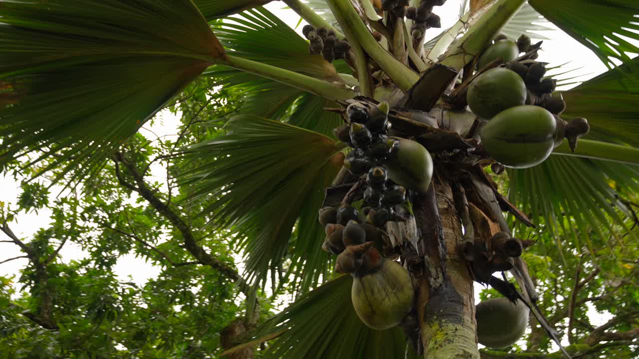video de una increíble palmera con cocos verdes de un jardín botánico en victoria en la isla de mahe en las seychelles