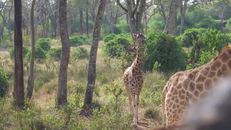 jirafa rothschild en peligro de extinción camina hacia otra jirafa en el bosque