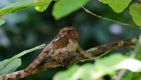 The-Javan-Frogmouth-or-Horsfield's-Frogmouth-is-found-in-Thailand-and-other-Asian-countries