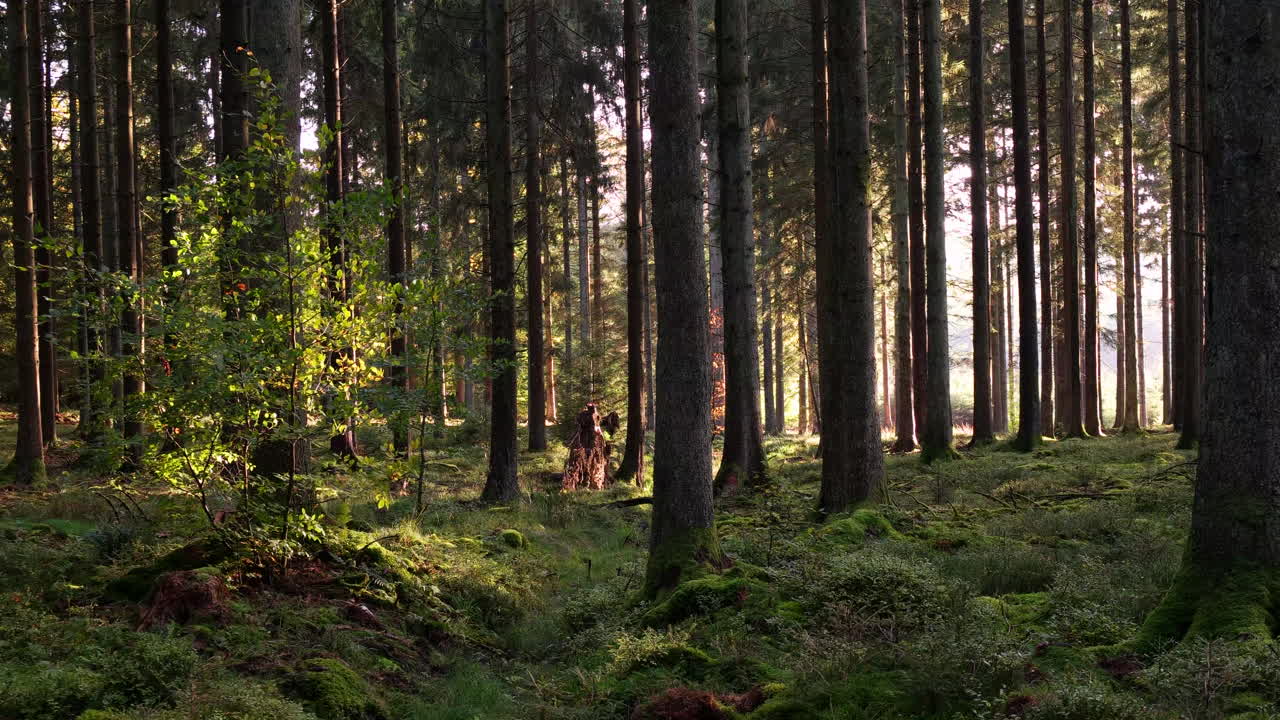 Light of sunset through the forest of Houffalize, Belgium on a clear summer day