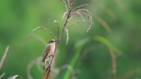 Encaramado-Sobre-El-Tallo-De-Una-Hierba-Marrón-Seca-Mientras-El-Viento-Sopla-En-Un-Prado,-Amur-Stonechat-O-Stejneger&#39;s-Stonechat-Saxicola-Stejnegeri,-Tailandia