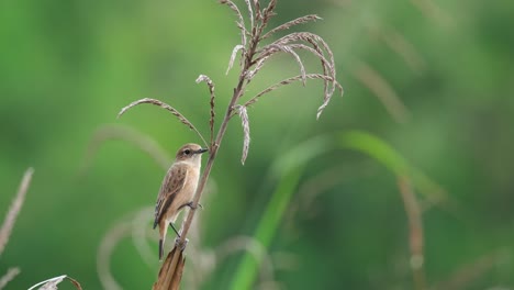 Perched on the stem of a dry brown grass as the wind blows at a grassland, Amur Stonechat or Stejneger&#039;s Stonechat Saxicola stejnegeri, Thailand
