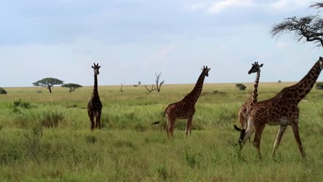 Tracking-shot-of-a-tower-of-giraffes-exploring-the-Serengeti-National-Park,-Tanzania