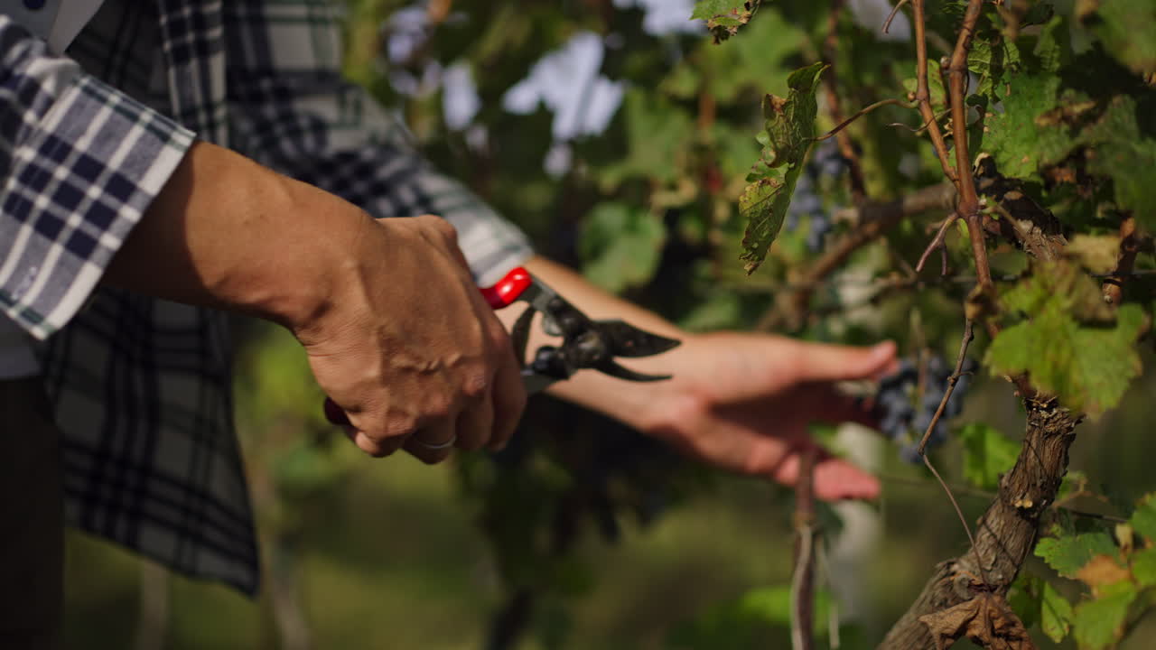 Grape harvesting in vineyard