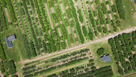 beautiful green orchard with rows of fruit trees, top-down drone aerial