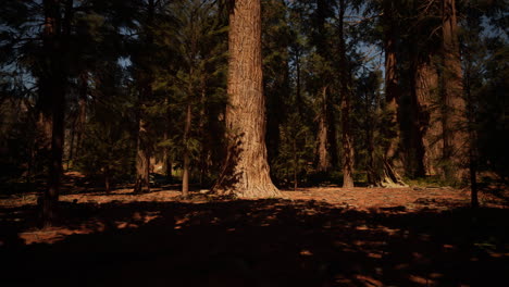 forest sunlight and shadows