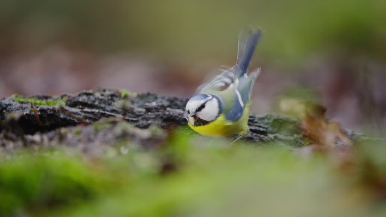Blue tit perched on a thin branch in daylight, forest background, captured in natural habitat
